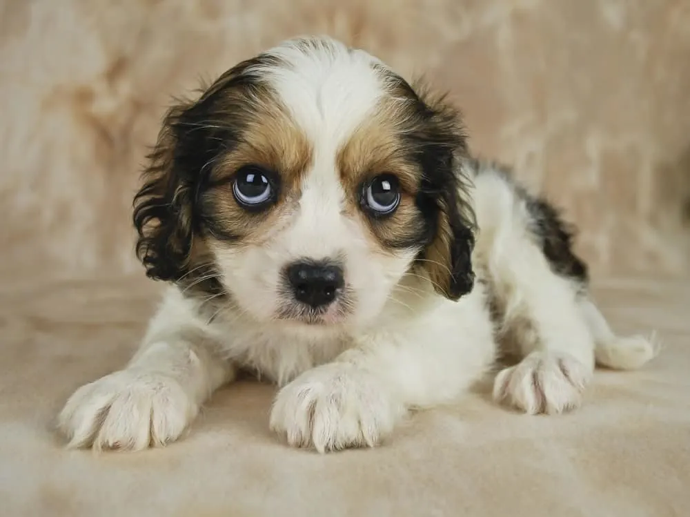 short cavachon haircut