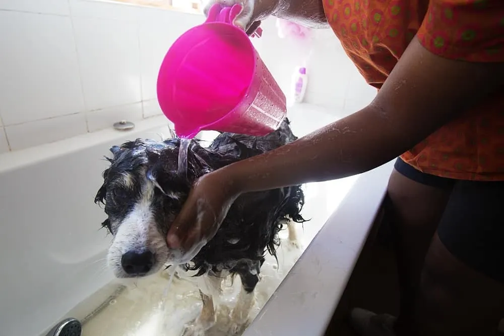 short hair border collie grroming - use lukewarm water to bathe