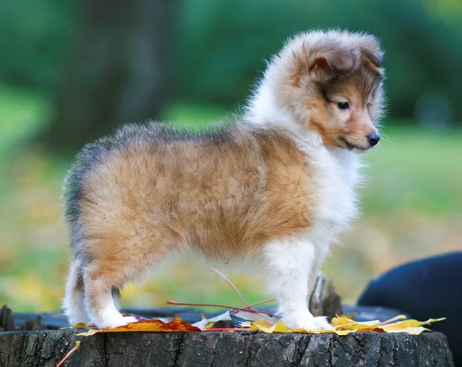 short haircut for shetland sheepdog