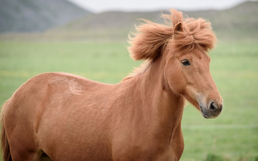 short horse mane hairstyle