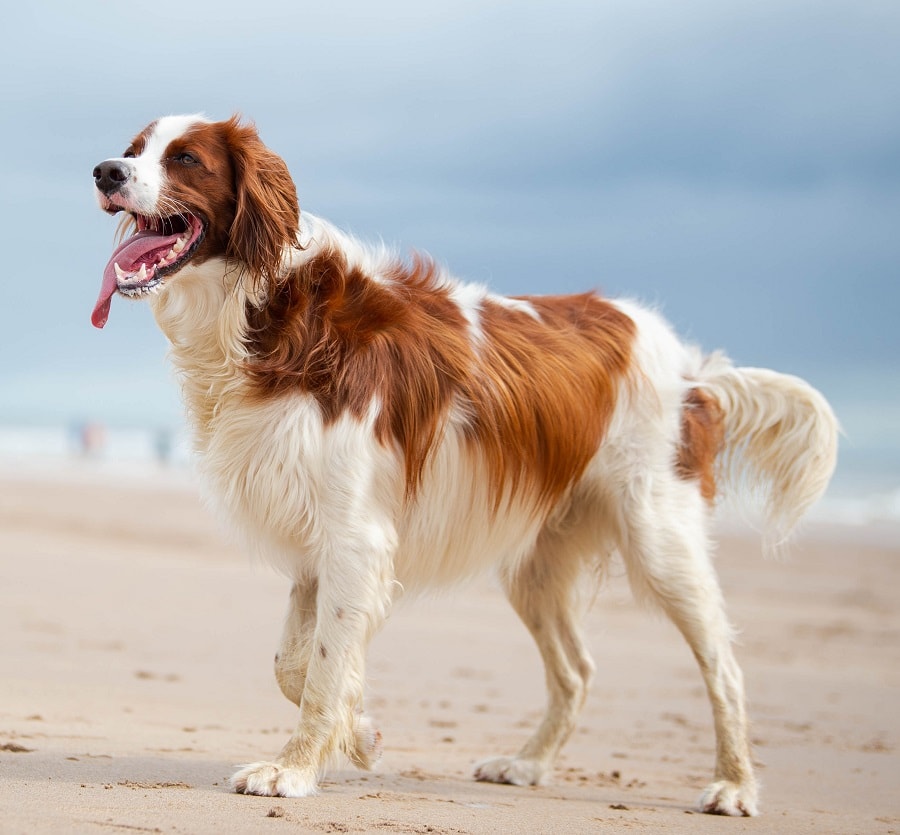 short irish setter haircut