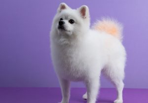 45 Pomeranian Haircuts Grooming Ideas For Dog Lovers 2024 Styles   Short Pomeranian Haircut 300x208 