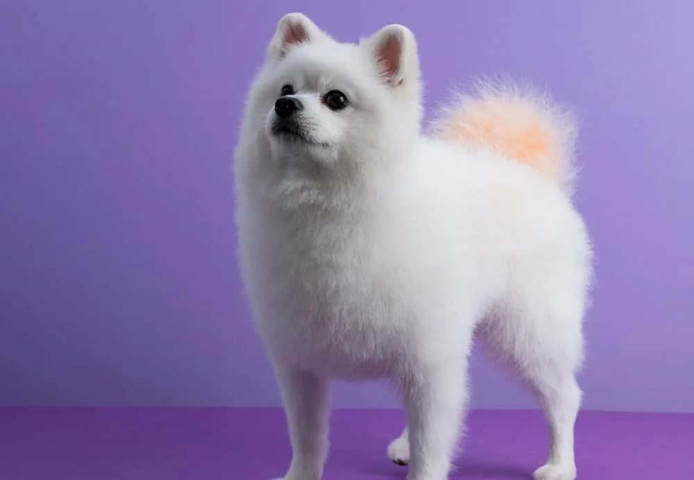 short pomeranian haircut