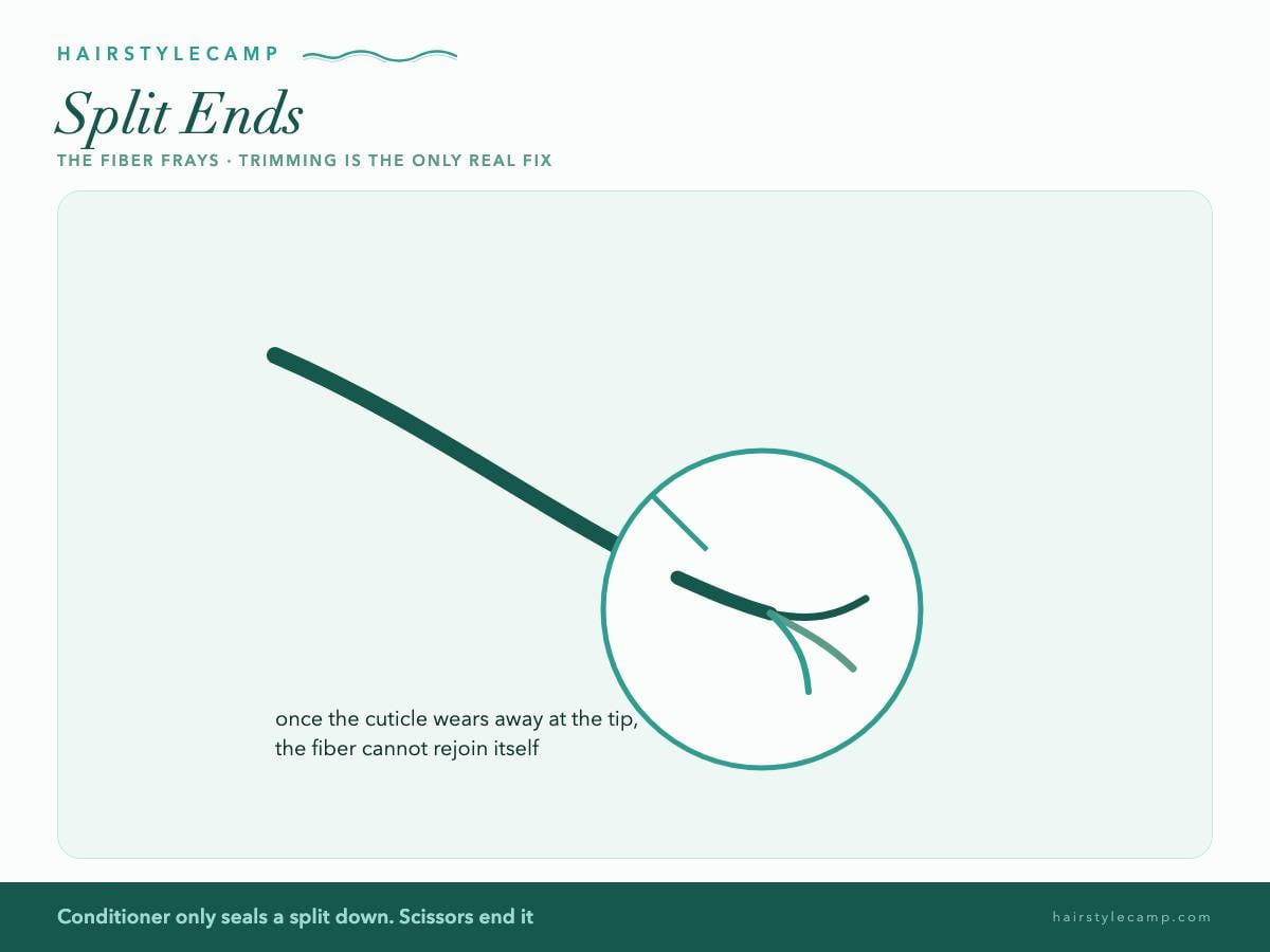 Diagram of split ends: a hair fiber frayed into strands at the tip