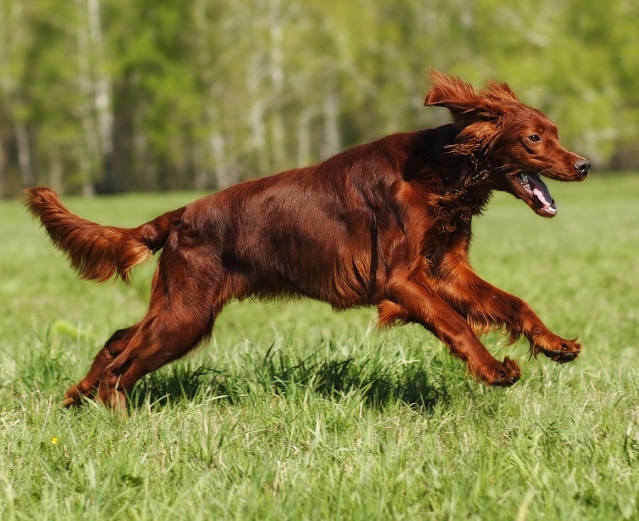 summer haircut for irish setter