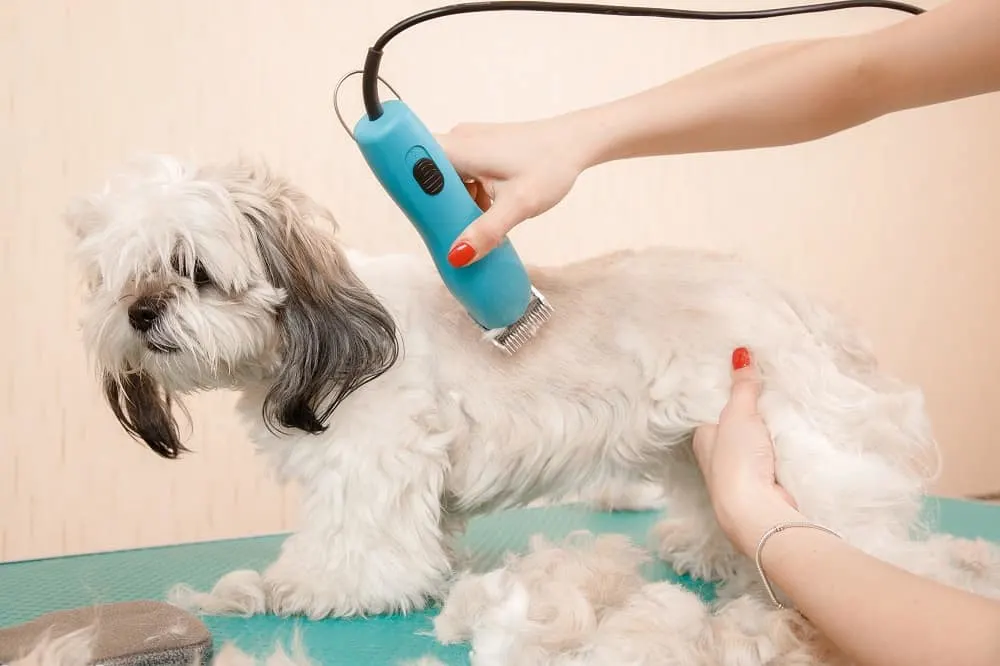 teddy bear cut for shih tzu