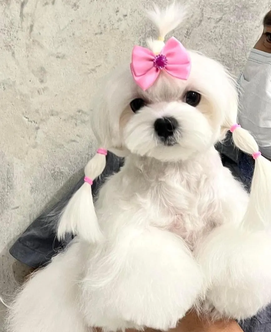 three ponytails for maltese dogs