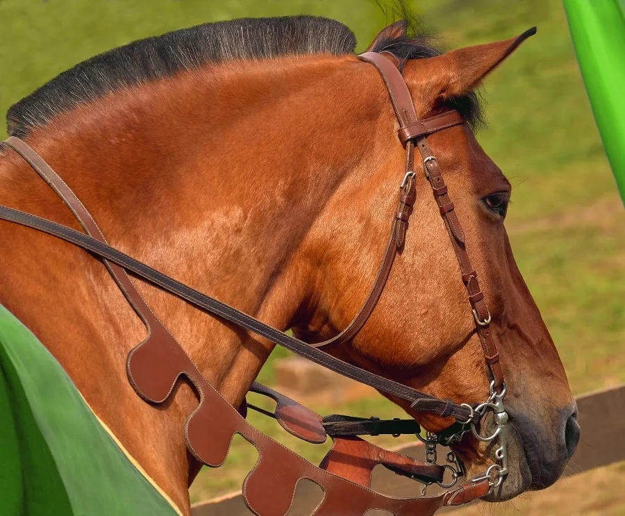 trimmed horse mane hair