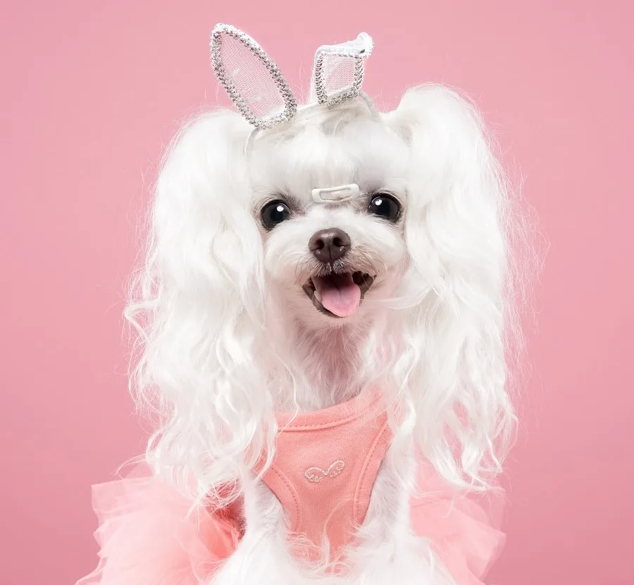 two ponytails for maltese dogs