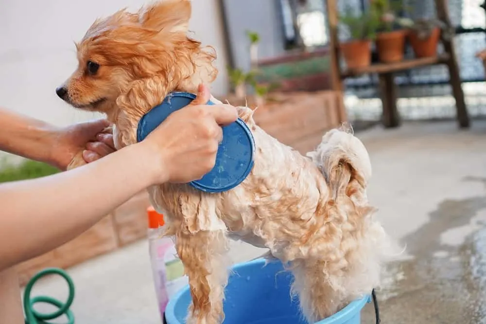 use detangling agent to prevent dog hair matting