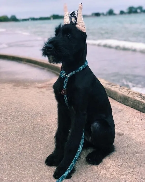 variation schnauzer haircut