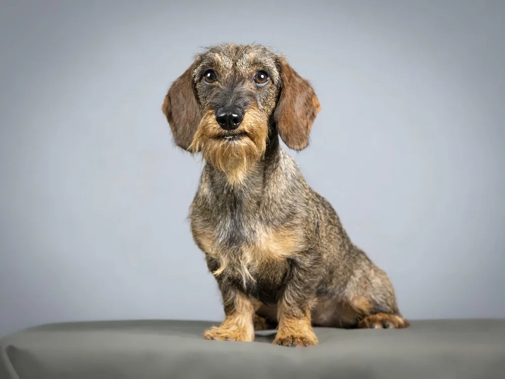 do smooth haired dachshunds malt