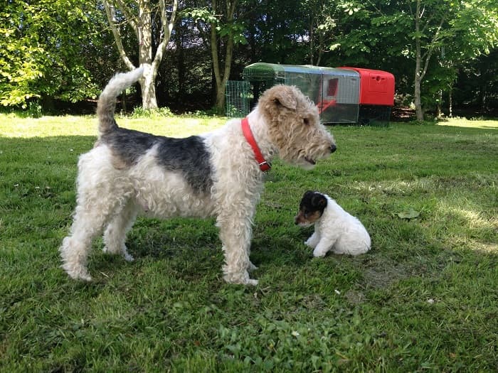 15 Wire Haired Fox Terrier Grooming Tips Hairstylecamp 2009