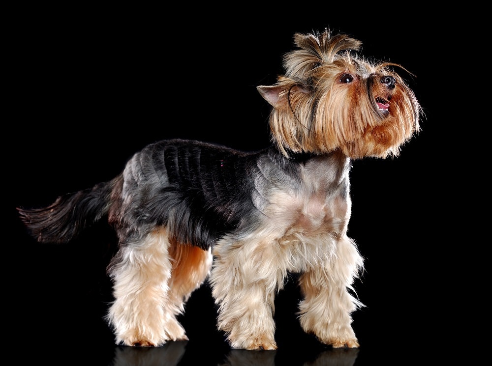 yorkie puppy haircut with design