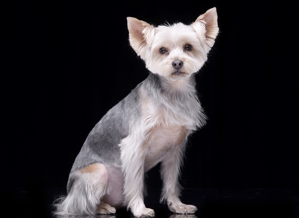 yorkie puppy with short white hair
