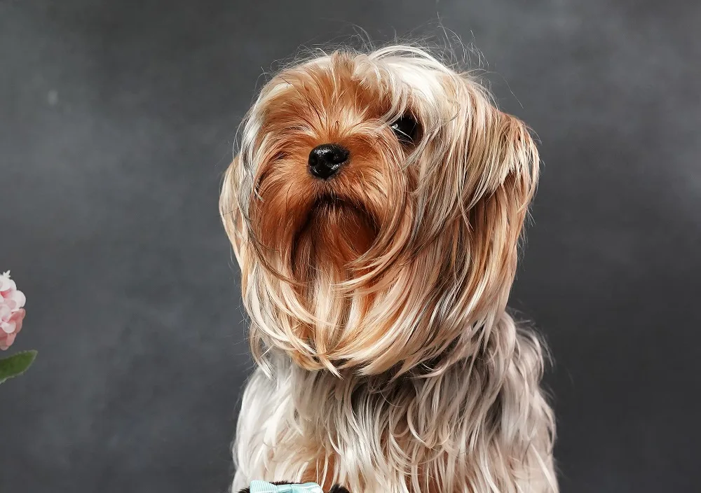 yorkie puppy's layered haircut