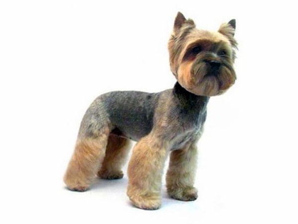 stylish terrier hair Yorkie dog