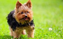 50 Damn Cute Yorkie Haircuts For Your Puppy