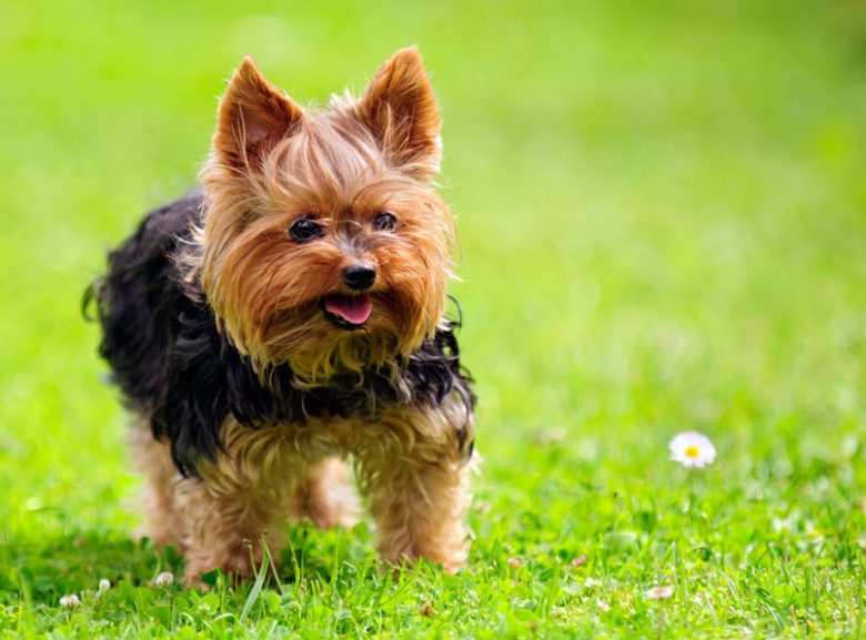 50 Damn Cute Yorkie Haircuts For Your Puppy Hairstylecamp