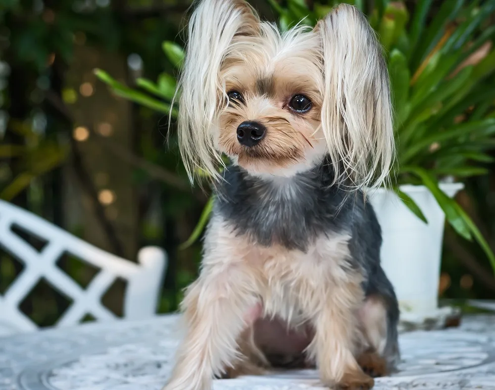 yorkshire terrier puppy haircut